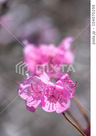 玄界灘に接する地域に自生 104070298