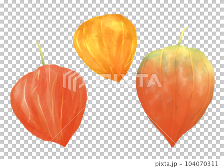 ホオズキの実　水彩挿絵イラスト 104070311