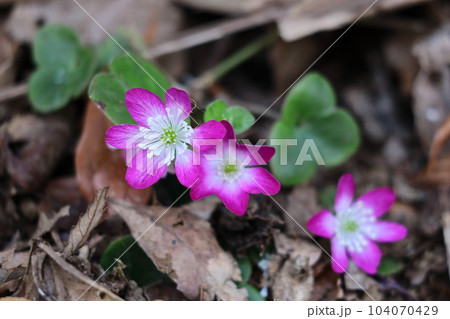 雪の下から顔を出す 104070429