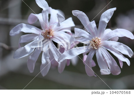 握りこぶしを開いた白い花 握りこぶしを開いた白い花 104070568