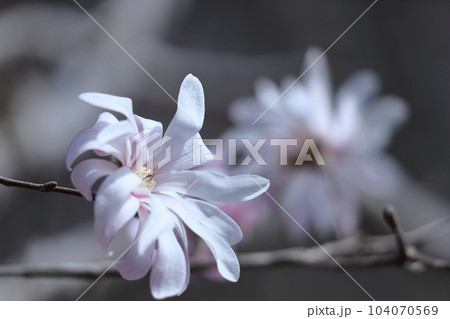 握りこぶしを開いた白い花 104070569