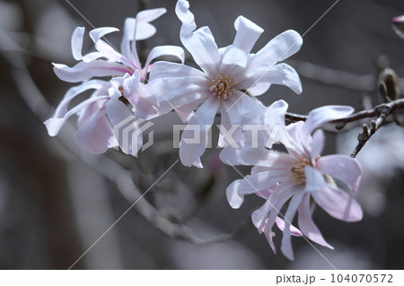 握りこぶしを開いた白い花 握りこぶしを開いた白い花 104070572