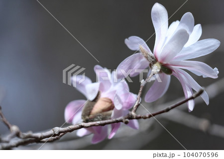 握りこぶしを開いた白い花 握りこぶしを開いた白い花 104070596