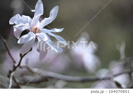 握りこぶしを開いた白い花 握りこぶしを開いた白い花 104070601