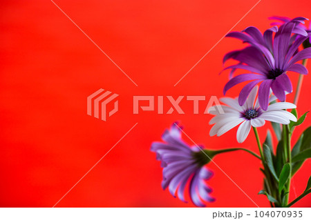 Beautiful white and purple Osteospermum flowers on red background Beautiful white and purple Osteospermum flowers on red background 104070935