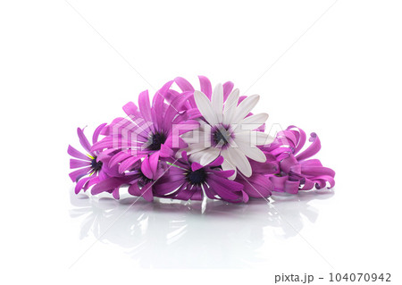 Beautiful white and purple Osteospermum flowers on white background Beautiful white and purple Osteospermum flowers on white background 104070942