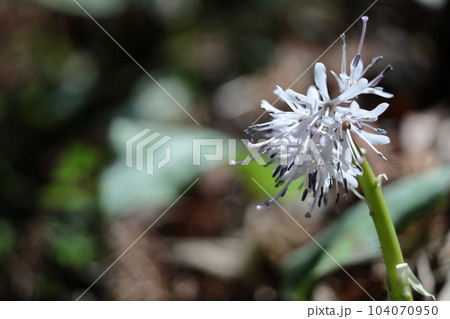 春の喜びを伝える花 春の喜びを伝える花 104070950
