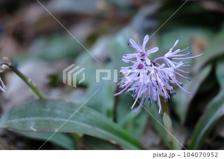 春の喜びを伝える花 104070952