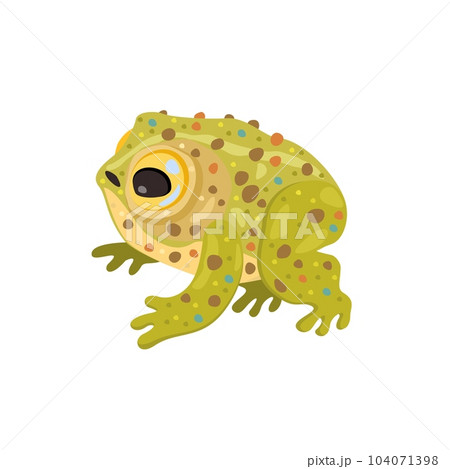 Frog. Vector cute isolated illustration of reptile. Frog. Vector cute isolated illustration of reptile. 104071398