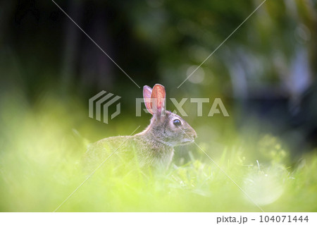Grey small hare eating grass on summer field. Wild rabbit in nature Grey small hare eating grass on summer field. Wild rabbit in nature 104071444