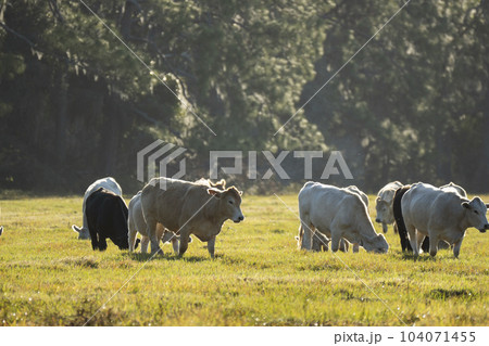 Feeding of cattle on farmland grassland. Milk cows grazing on green farm pasture on warm summer day Feeding of cattle on farmland grassland. Milk cows grazing on green farm pasture on warm summer day 104071455