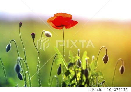 Close-up of tender blooming lit by summer sun one red wild poppy and undiluted flower buds on high stems on blurred bright green summer background. Beauty and tenderness of nature concept. 104072155