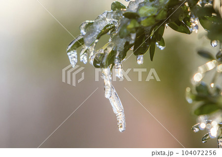 Bush brunch with small wet green leaves covered with ice and hanging icicles on bright blurred sunny abstract copy space background. Postcard greeting New Year theme, weather and climate concept. 104072256