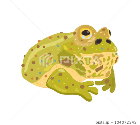 Frog. Vector cute isolated illustration of reptile. 104072545
