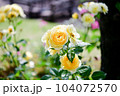 薔薇（バラ：rose） 104072570