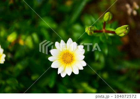 薔薇（バラ：rose） 104072572