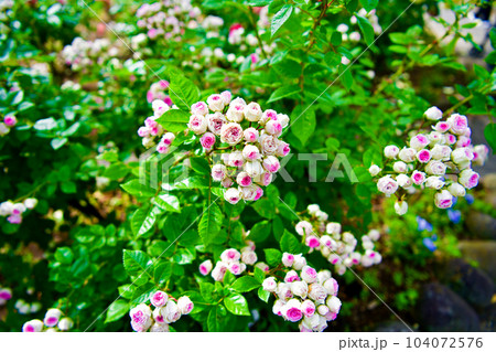 薔薇（バラ：rose） 104072576