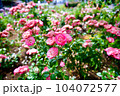 薔薇（バラ：rose） 104072577