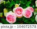 薔薇（バラ：rose） 104072578