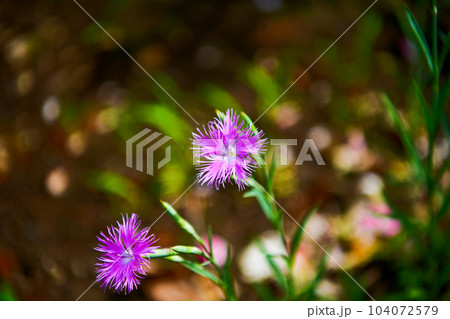 薔薇（バラ：rose） 104072579