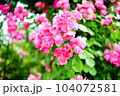 薔薇（バラ：rose） 104072581