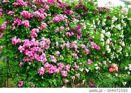 薔薇（バラ：rose） 104072583