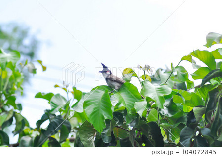 tree , bird and sky or Red whiskered Bulbul on santol tree 104072845