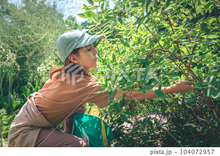Cute girl in the garden in the summer picks honeysuckle from a bush 104072957