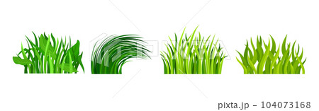 Tufts of Green Fresh Grass as Nature Element Vector Set Tufts of Green Fresh Grass as Nature Element Vector Set 104073168