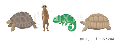 African Animal with Huge Turtle, Meerkat and Chameleon Vector Set 104073208