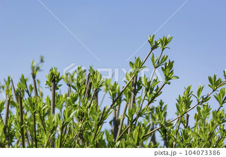 Light green shiny leaves of marsh azalea, swamp honeysuckle, Latin name Rhododendron Viscosum, Light green shiny leaves of marsh azalea, swamp honeysuckle, Latin name Rhododendron Viscosum, 104073386