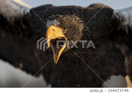 Angry and attacking steller's sea eagle - haliaeetus pelagicus 104073746