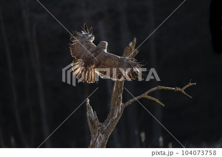 Common buzzard - Buteo buteo - landing on the tree 104073758