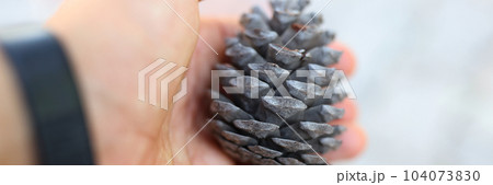 Cedar cone in tourist hand on gray background Cedar cone in tourist hand on gray background 104073830