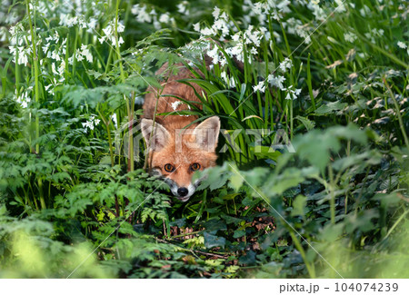 Red fox amongst white variety bluebells in spring 104074239