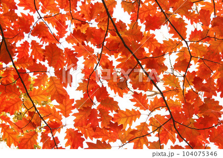 yellow oak leaves on the trees yellow oak leaves on the trees 104075346