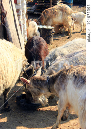 sheep and goats eat in the courtyard 104075398