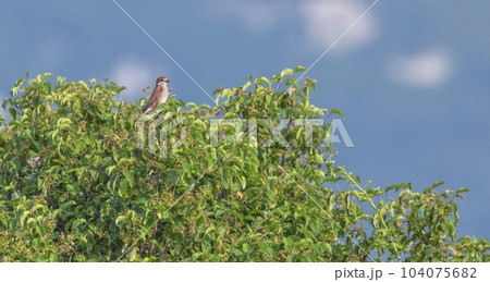 Female red-backed shrike, lanius collurio, standing on green leaves 104075682