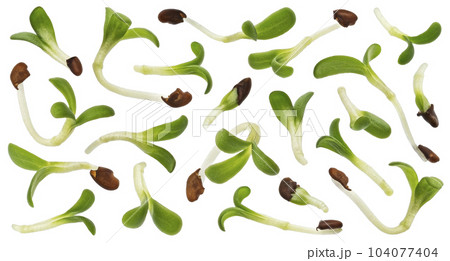 Young microgreen leaves, fresh broccoli sprouts isolated white background 104077404