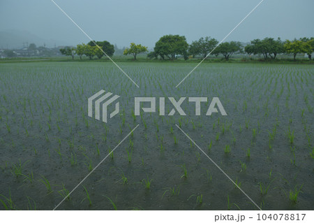 北杜市白州町、田植えの済んだ水田に降る雨、煙る街並み 北杜市白州町、田植えの済んだ水田に降る雨、煙る街並み 104078817