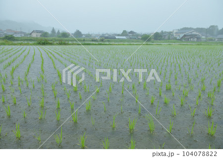 北杜市白州町、田植えの済んだ水田に降る雨、煙る街並み 104078822