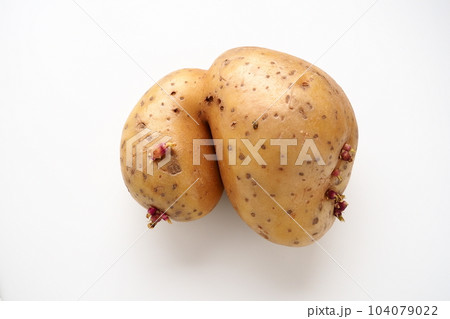 Ugly potatoes on white background. Unnormal vegetable, zero waste. Irregular shaped pratie spud. Influence of dioxins, radiation, pesticides and mutagenic factors on plant development 104079022