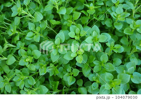 Stellaria media, Chickweed. Chickweed is an herb added to salads and other foods. Favorite food for chickens. Green natural background. annual and perennial flowering plant family Caryophyllaceae. Stellaria media, Chickweed. Chickweed is an herb added to salads and other foods. Favorite food for chickens. Green natural background. annual and perennial flowering plant family Caryophyllaceae. 104079030