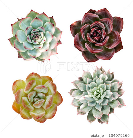 Photo with colorful succulents on a white background 104079166