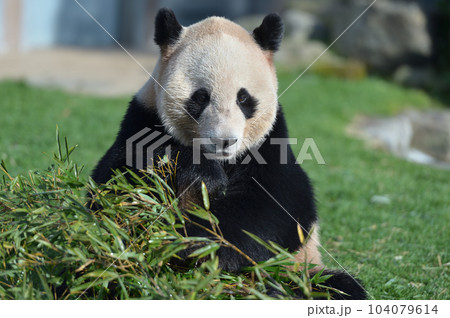 おいしそうに竹を食べる愛浜 104079614