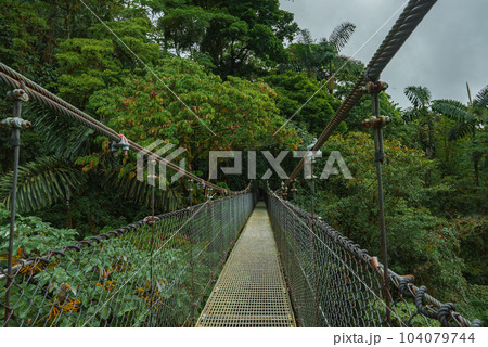 Hanging Bridges in cloud forest Monteverde - Costa Rica. Suspension bridge in tropical rain forest Hanging Bridges in cloud forest Monteverde - Costa Rica. Suspension bridge in tropical rain forest 104079744