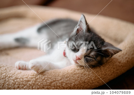 眠る子猫 104079889
