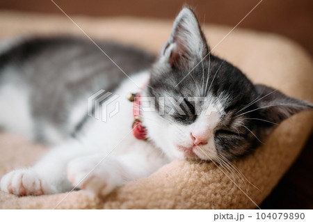 眠る子猫 眠る子猫 104079890