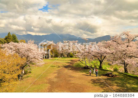 弘法山公園の桜 ( 神奈川県 秦野市 ) 弘法山公園の桜 ( 神奈川県 秦野市 ) 104080304