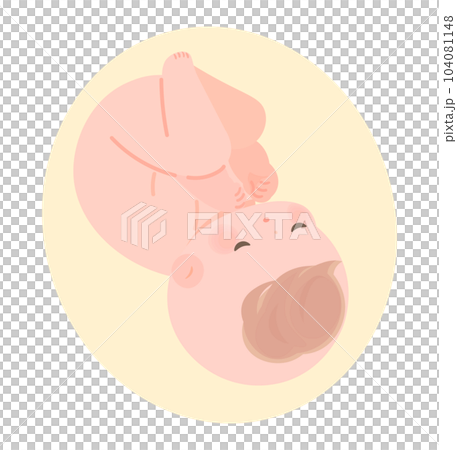 Image illustration of a baby in the womb without umbilical cord 104081148